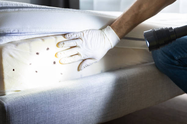 Best Wasp Removal Services  in Carmel, IN